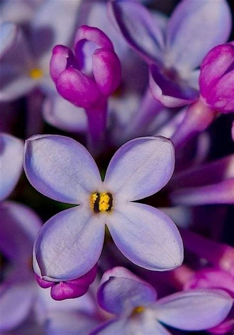 Pin By Serpil Serdar On Very Peri Flowers Photography Lilac Flowers