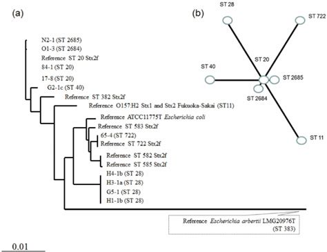 Results Of Multi Locus Sequence Typing Of Shiga Toxin F Producing