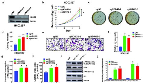 The Knockout Of Ndrg Facilitated Cell Proliferation Invasion And