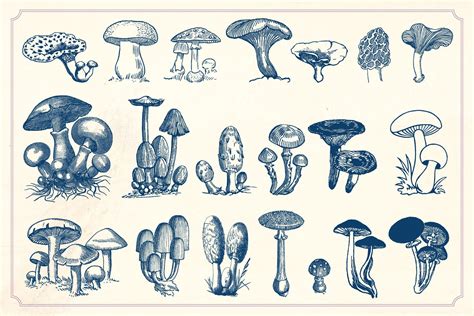 Vintage Mushrooms And Fungi Vintage Mushroom Illustration Vintage Illustration Illustration