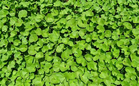 Gotu Kola - Learn About Nature