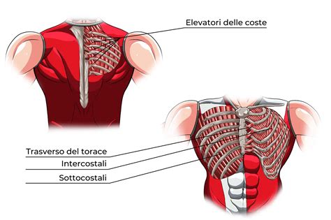 Muscoli Torace Anatomia E Funzioni Project Invictus