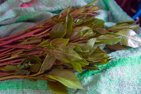 Khat plant stock image. Image of bouquet, ethiopia, medicine - 192784339