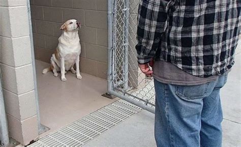 Il Cane E Il Suo Padrone Erano Separati Da Tre Anni Il Cane Perde La