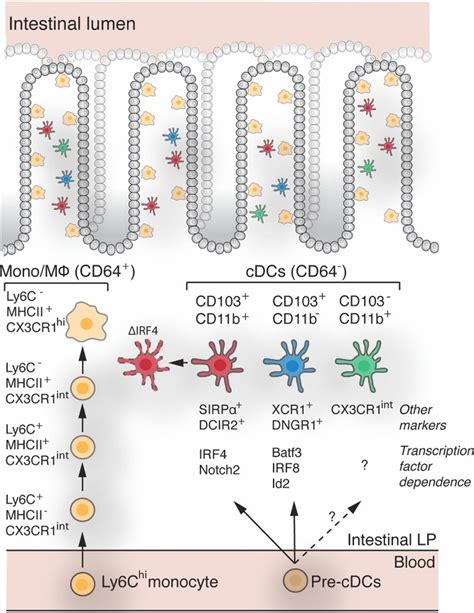 Dendritic Cell Subsets In The Intestinal Lamina Propria Ontogeny And