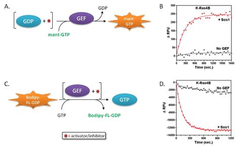 GTP Exchange Factor GEF Assays