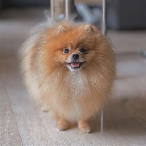 How Much Does A Pomeranian Cost Updated July 2024 The Goody Pet