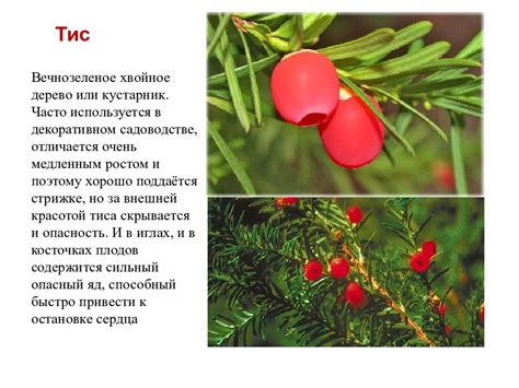 Ядовитые растения леса — презентация