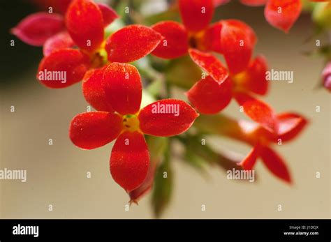 Macro Cathedral Bell Flowers Air Plant Life Plant Miracle Leaf