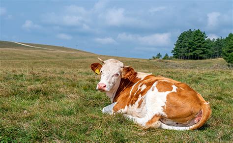 Combien De Temps Vit Une Vache Quelle Esp Rance De Vie