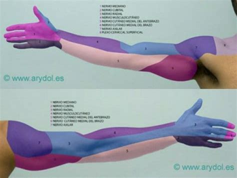 Inervaci N Sensitiva De Cada Nervio Del Miembro Superior Terapia