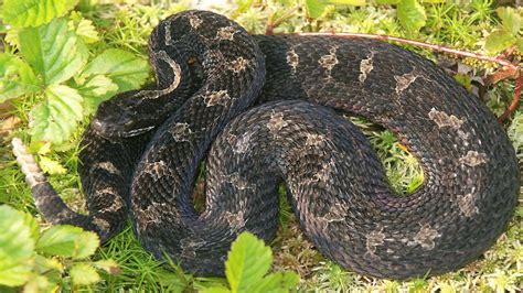 Learning From Habitat ‘Haves’ To Help Save A Threatened Rattlesnake ...