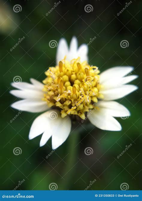 Tridax Procumbens Grass Flowers Herb Growing Up On The Roadside Looks Fresh And Beautiful