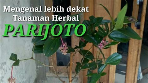 Parijoto Youtube