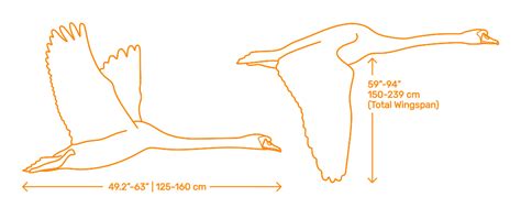 Mute Swan Cygnus Olor Dimensions And Drawings