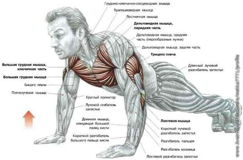 Отжимания от пола широким хватом Основные мышцы большая грудная