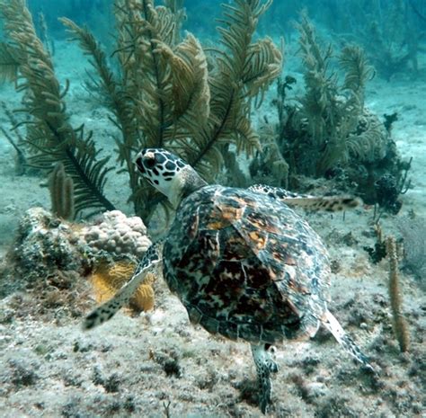 Grupo Jaragua Parque Nacional Jaragua