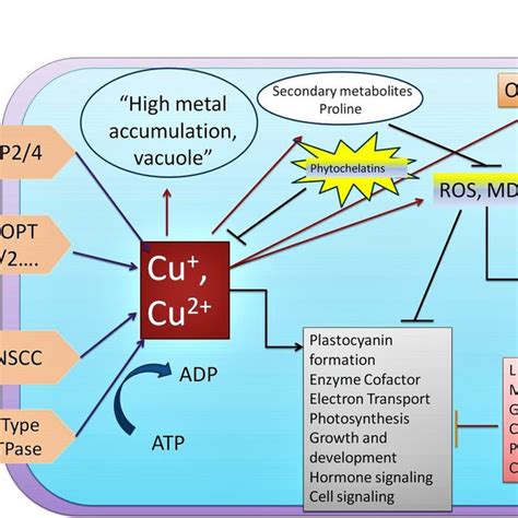 Regulation Of Copper Homeostasis In Plants Under Cu Deficient