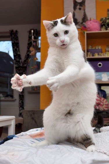 17 Cats Having the Best Dance Party Ever | Cuteness