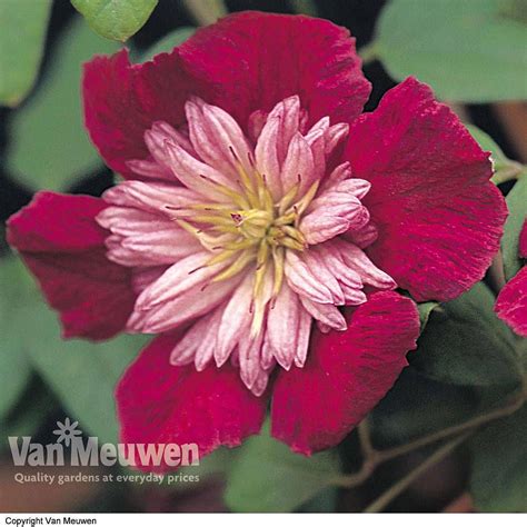 Clematis Avant Garde™ Evipo033 Van Meuwen Clematis Clematis Plants Clematis Flower