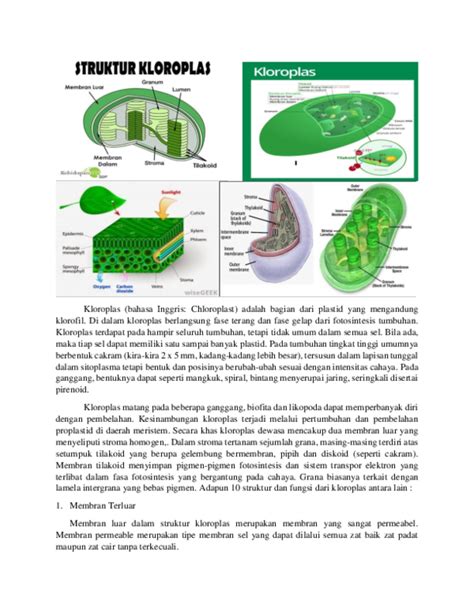 Gambar Sel Tumbuhan Lengkap: Struktur Kloroplas Sel Tumbuhan