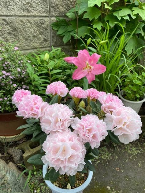 まだ間に合う！ 母の日 2024 プレゼント 花 ギフト 鉢植え カルミア しゃくなげ 鉢花 花鉢 送料無料 イベントギフトp Event 016 Bunbunbee 通販