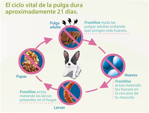 Puede El Calor Matar Pulgas Y Huevos Zeroplagas