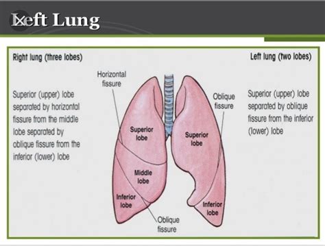 How many lobes are there in each lung? - Quora