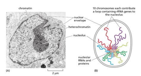 BIO 200 Lecture 13 14 Chromatin Structure And Accessibility