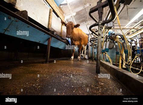 Mechanised Milking On A Dairy Farm In Rural Leicestershire England Uk