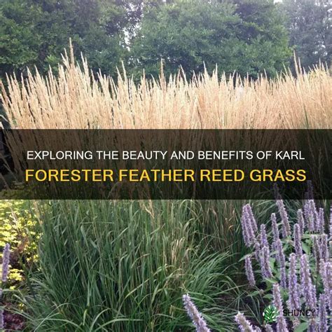 Exploring The Beauty And Benefits Of Karl Forester Feather Reed Grass Shuncy