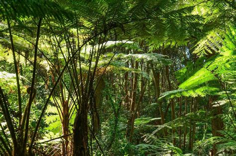 The Triassic Period Facts For Kids And Adults Animals Climate Geography