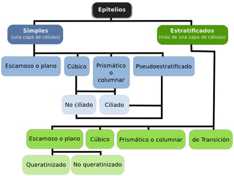 Arriba 90 Imagen Tejido Epitelial Mapa Mental Abzlocalmx