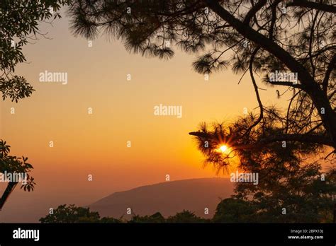 Beautiful Sunset Through Tree Leaves With Orange Sky And Tree And