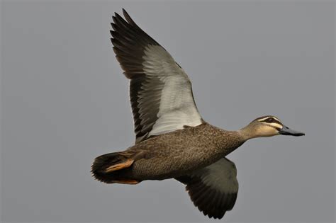 Definitive Guide To Pacific Black Duck Facts, Habitat, Conservation ...