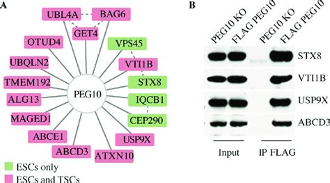 Proteins Interacting With Peg In Escs And Tscs A Peg Interaction