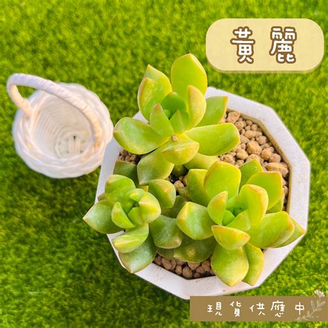 【黃麗】三頭3吋盆 多肉植物仙人掌空氣鳳梨觀葉植物石頭玉 蝦皮購物