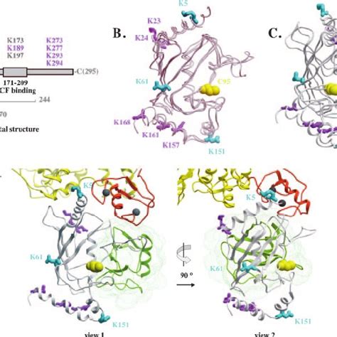 Localization Of Lysines In The Cdc34 Structure A Scheme Of Cdc34