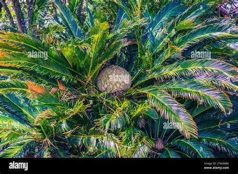 Japanese Sago Palm Cycas Revoluta Flower Stock Photo Alamy