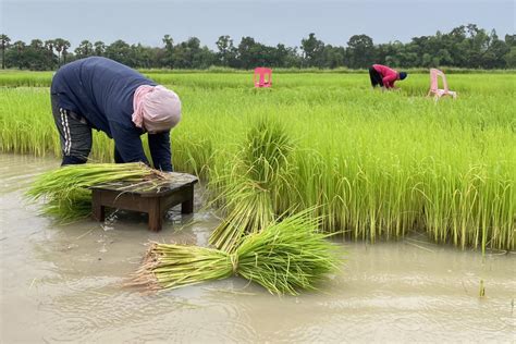 Bangkok Post Shippers Project Rice Exports Of Up To M Tonnes