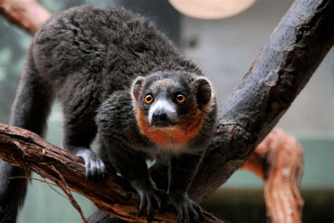 National animal of Comoros - Mongoose Lemur | Symbol Hunt