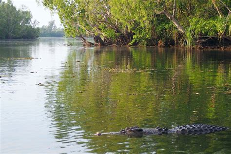 Crocodile encounters in Australia's Northern Territory – Lonely Planet ...