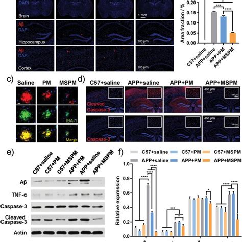 The Reduction Of Aβ Burden In App Ps1 Mice A Immunofluorescence