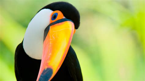 Conoce Las Mejores Rutas Para Observar Aves En Per