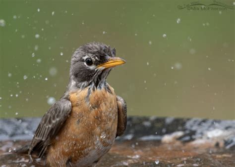 Bathing American Robin Adult In Arkansas Mia Mcphersons On The Wing