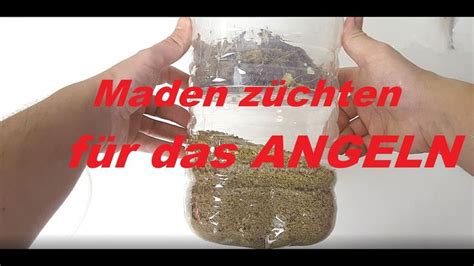 MADEN für das ANGELN selber züchten MADENZUCHT BOX 4K Video Angeln