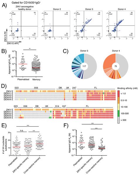 Longitudinal Analysis Of Zikv E Specific Memory B Cell Responses In The