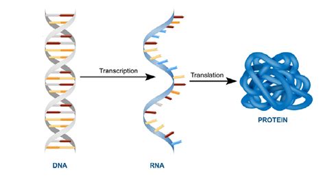 Different Types Of Expression Systems Of Recombinant Proteins