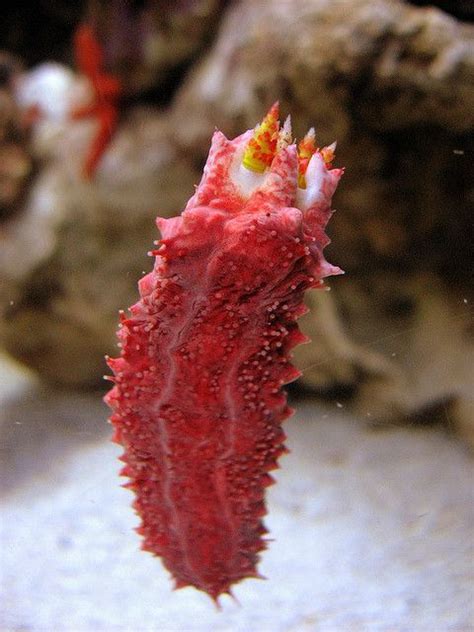 Огурец морской розовый, М /Pentacta Anceps от компании Аквариф купить в ...