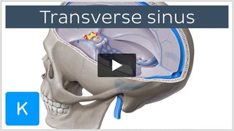 Video: Transverse sinus | Kenhub